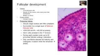 Histology of genital organs [upl. by Copeland]