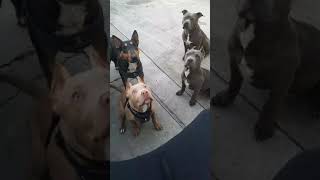 American Staffordshire Terrier Puppies TriColorBullterrier Amstaff Pitbulls BullyDogBreed [upl. by Oremodlab592]