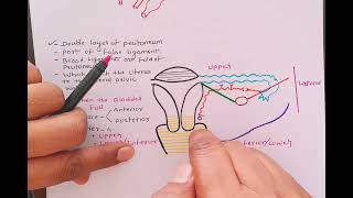 ligaments of uterus [upl. by Akialam503]