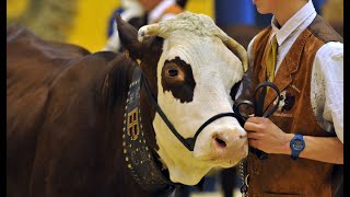 Concours Général Agricole  quotCest une vraie reconnaissance pour le travail de lagriculteurquot [upl. by Selrahc222]