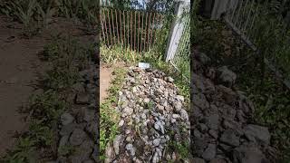 Visiting a graveyard on Chacachacare and remembering those souls for their kind service 🙌🏾 [upl. by Ardnayek]