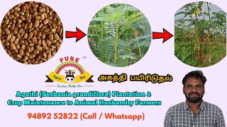 Agathi  அகத்தி Sesbania grandiflora Plantation amp Crop Maintenance  Animal Husbandry Farmers [upl. by Ellerrehs331]