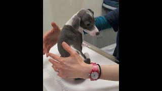 italian greyhound puppies at vetco for first shots [upl. by Preciosa967]