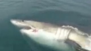 Great white shark swims up to fishermen [upl. by Reichel41]