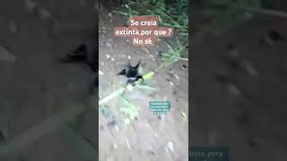 araña merodeando los alrededores de la house 🕷️😱 video shorts viral short suscribete pingüino [upl. by Manthei]