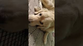 comedy funny vlog andagathi sridevi trending goldenretriever shortvideos puppy dog [upl. by Howes]