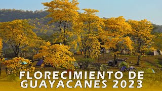 FLORECIMIENTO DE GUAYACANES 2023  Mangahurco  Ecuador [upl. by Alyn]