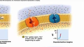 The Nerve Impulse successive action potentials traveling down an axon [upl. by Rehpotirhc509]