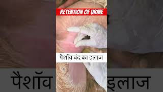 Retention of urine l dr Umar khan [upl. by Smada596]