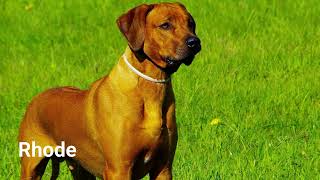 Rhodesian Ridgeback dog barking [upl. by Idrahs]