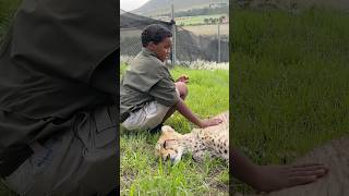 Would You Pet a Cheetah in Africa mrbeast [upl. by Anenahs545]