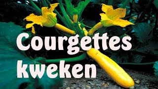 Courgettes of Patisson kweken [upl. by Llednav]