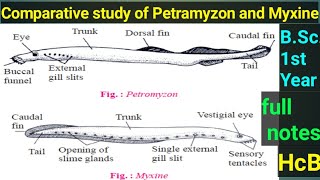 Comparative Study Of Petramyzon And Myxine पेट्रोमाइजोन और मिक्सिन का तुलनात्मक अध्ययन [upl. by Fitzhugh]