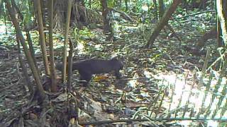 tayra Guyane [upl. by Ellenet137]