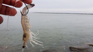 Murrells Inlet Jetty Fishing Live [upl. by Mateo]