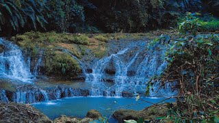 Symphony of Forest Birds Chirping Sound of Murmuring Stream Nature Sounds Calming ASMR [upl. by Nelaf803]