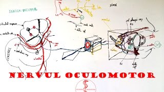 Nervul OCULOMOTOR [upl. by Enyalb]