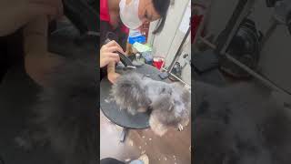 Nay em hoá hình cắttỉalôngchó pets poodle grooming lonapets cắtlôngpoodle [upl. by Nuzzi]