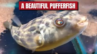 A FAHAKA PUFFER FISH🐟🐟🐟 quotHI THANKS FOR VISITING ME 🤩🤩🤩quot pufferfish fahakapufferfish fish [upl. by Lakym]