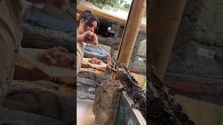 Feeding my Dwarf Caiman🤩🙌 [upl. by Arehsat]