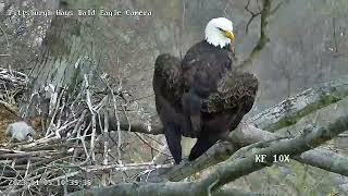 Hays Eagles Mom Heraldic Pose H19 H20 on the Nest 4523 1038am [upl. by Anilrac]