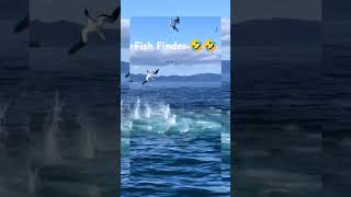 Fish Finder 😀😀 [upl. by Avlem]