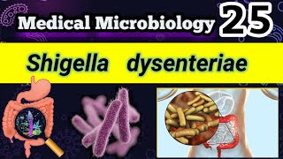 Shigella dysenteriae Shigellosis Food poisoning شرح بالعربي [upl. by Acirred]