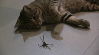 Cat vs Spider [upl. by Abdella]