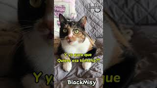 La lampara de aladino 😸 gatoschistosos gatos humor gatosgraciosos [upl. by Attenauq]