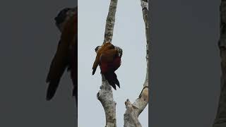 Common Flameback Woodpecker male  morning preen [upl. by Ladnar646]