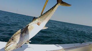 The Technique to Catching Kingfish with Live Bait [upl. by Enilekcaj]