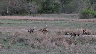 African Wild Dogs in Gorongosa NP Mozambique [upl. by Scharff]