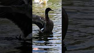 The black duck is swimming and diving in the pond shorts duck duckswimming blackduck [upl. by Keifer870]