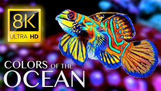 The Colors of the Ocean 8K ULTRA HD  The Best 8K Sea Animals for Relaxation amp Calming Music [upl. by Norab751]