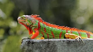 15 Most Beautiful Iguanas in the World [upl. by Ahseenal880]