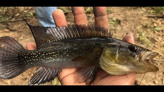 Swamp fishing with friends  Saramacca  Suriname [upl. by Kandy160]