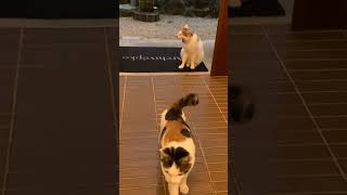 C MAGNIFIQUE VIDÉO CHAT 🐱 🐱 🐱 🐱 🐱 🐱 cat chatonmignon cute chaton kitten [upl. by Currie]