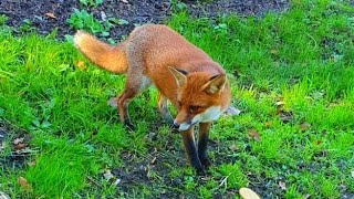 Very happy wild fox finds a biscuit in a garden Two wild foxes nice behaviour nature video [upl. by Eybba860]