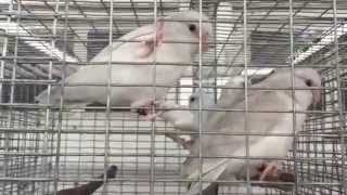 Parrotlets For Sale by Rare Parrotlet Breeders  Call 352 9425710 [upl. by Nazus628]