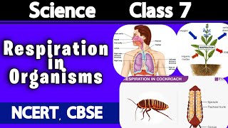 Respiration in organisms class 7 science MagnetBrainsEducation NCERT CBSE ICSE chapter 10 class7 [upl. by Lednam]