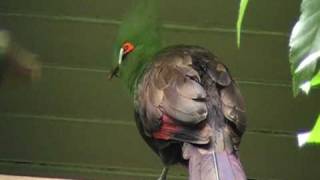 buffons turaco [upl. by Mitzi]