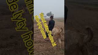 Ustad nomi bakry ki ride k maze lyty howe farming farmtransition agrifarms canalgoatbr [upl. by Quentin]