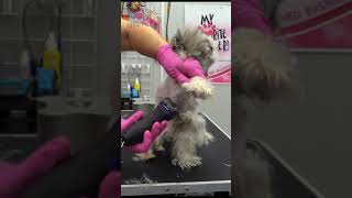 Removing matted ear from dog [upl. by Douglass]