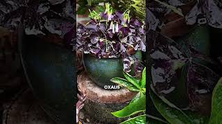 Best Outdoor Indirect Sunlight Plants for Containers amp Shade Gardens shortsvideo [upl. by Treva]