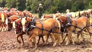 Plowing with Horses at Pinckneyville [upl. by Hadwin]