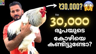 Brahma chicken ബ്രഹ്മ കോഴി fancy hen Kerala pet  hen farm  fancy chicken  chicken  Petstation [upl. by Saunderson223]