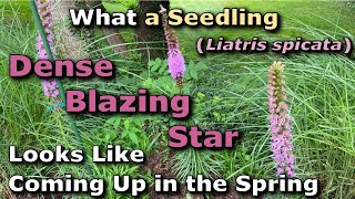 What a Seedling Dense Blazing Star Liatris spicata Looks Like Coming Up in the Spring [upl. by Gagliano]