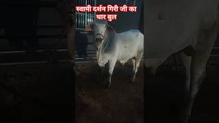 top tharparkar bull tharparkar cow breed haryana cows sahiwal caw rathi cow [upl. by Jeremie]