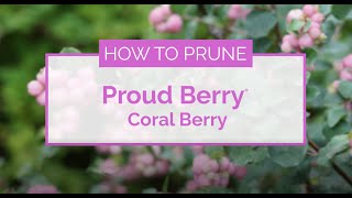 How to Prune Proud Berry® Coral Berry [upl. by Yrmac654]