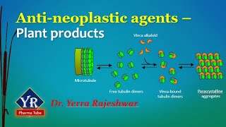 Antineoplastic agents  Plant products  Etoposide  Vinblastine  Vincristine  YR Pharma Tube [upl. by Roice]